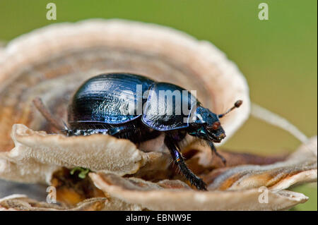 Gemeinsamen Dor-Käfer (Anoplotrupes Stercorosus, Geotrupes Stercorosus), auf eine Halterung Pilz, Deutschland Stockfoto