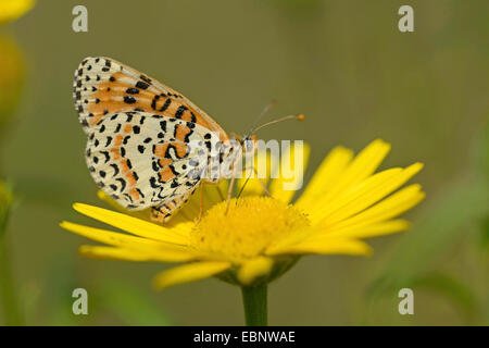 Spotted Fritillary (Melitaea Didyma), sitzen auf a, Deutschland, Bayern Stockfoto