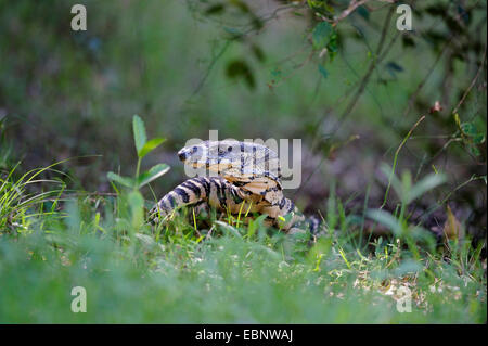 Spitzen Monitor, gemeinsame Baumwaran (Varanus Varius), auf einer Lichtung, Australien, New South Wales Stockfoto