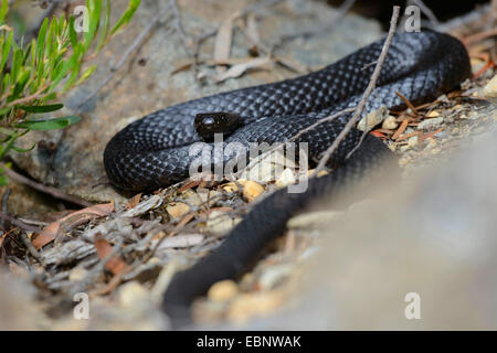 Tasmanian Tiger Snake, Black Tiger Schlange (Notechis Ater), Sonnenbaden auf einem Stein, Australien, Tasmanien, Lake St Clair Stockfoto