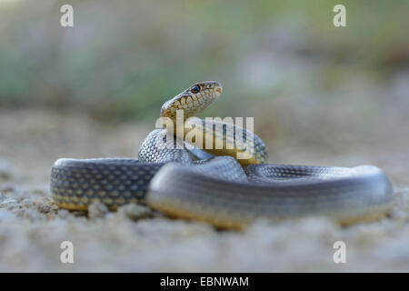 Große Peitsche Schlange, Kaspischen Whipsnake (Dolichophis Caspius, Coluber Caspius, Hierophis Caspius), auf steinigen Boden liegend, Plewen, Bulgarien, Zhernov Stockfoto