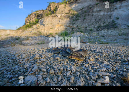 Große Peitsche Schlange, Kaspischen Whipsnake (Dolichophis Caspius, Coluber Caspius, Hierophis Caspius), auf steinigen Boden liegend, Plewen, Bulgarien, Zhernov Stockfoto