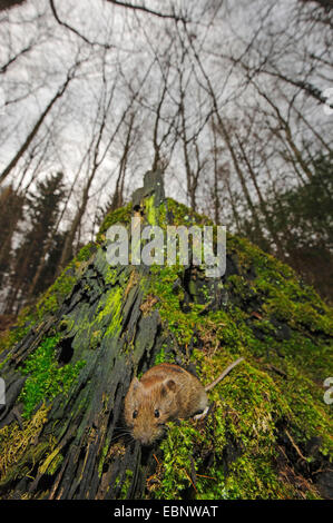 Wühlmaus (Clethrionomys Glareolus, Myodes Glareolus), auf moosigen Totholz in einem Wald, Deutschland, Bayern, Wuermtal Bank Stockfoto