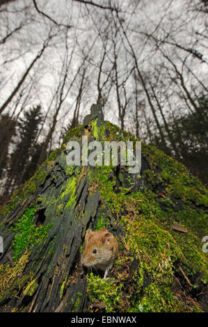 Rötelmaus (Clethrionomys Glareolus, Myodes Glareolus), der Blick aus einem Baum Loch, Deutschland, Bayern, Wuermtal Stockfoto