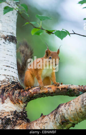 Europäische Eichhörnchen, eurasische rote Eichhörnchen (Sciurus Vulgaris), sitzt auf einem Ast, Finnland, Karelien, Suomussalmi Stockfoto