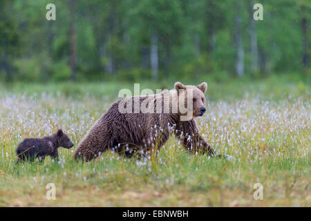 Europäischer Braunbär (Ursus Arctos Arctos), Weibchen mit Welpe auf einer Wiese mit fruchttragenden Wollgras, Finnland, Karelien, Suomussalmi Stockfoto