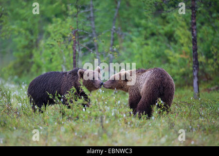 Europäischer Braunbär (Ursus Arctos Arctos), zwei Braunbären Gruß, Finnland, Karelien, Suomussalmi Stockfoto
