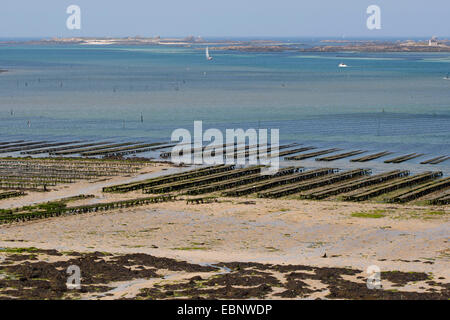 Pazifische Auster, riesige Pazifische Auster, japanische Auster (Crassostrea Gigas, Crassostrea Pacifica), oyster Landwirtschaft, Racks mit Austern in Netzsäcke bei Ebbe Flut, Frankreich, Bretagne Stockfoto