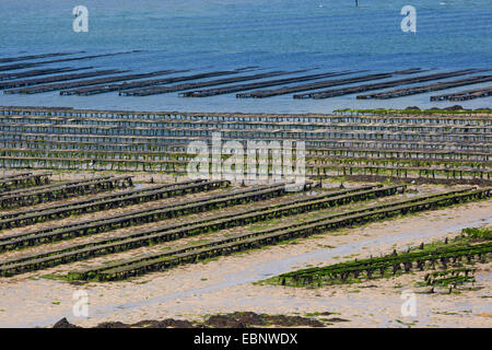 Pazifische Auster, riesige Pazifische Auster, japanische Auster (Crassostrea Gigas, Crassostrea Pacifica), oyster Landwirtschaft, Racks mit Austern in Netzsäcke bei Ebbe Flut, Frankreich, Bretagne Stockfoto