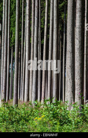 Norwegen Fichte (Picea Abies), gesunde Baumstämme in einem Fichtenwald, Deutschland, Bayern, Oberbayern, Oberbayern, Pfaffenwinkel Stockfoto