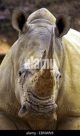Breitmaulnashorn, Quadrat-lippige Rhinoceros, Rasen Rhinoceros (Ceratotherium Simum), Porträt, Namibia Stockfoto