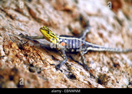 Gemeinsamen Agama, Red-headed Rock Agama (Agama Agama), sitzt auf einem Stein, Namibia Stockfoto