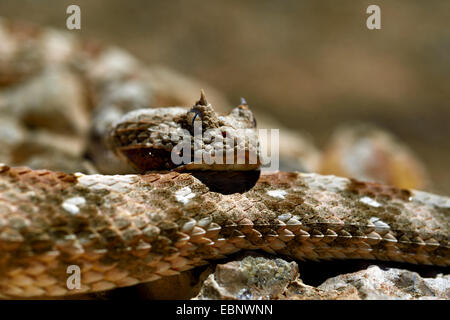 gehörnte Blätterteig Adder, Cape Hornotter (Bitis Caudalis), Porträt, Namibia Stockfoto