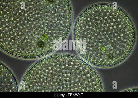 Volvox Aureus (Volvox Aureus), im Phasenkontrast-MRT Stockfoto