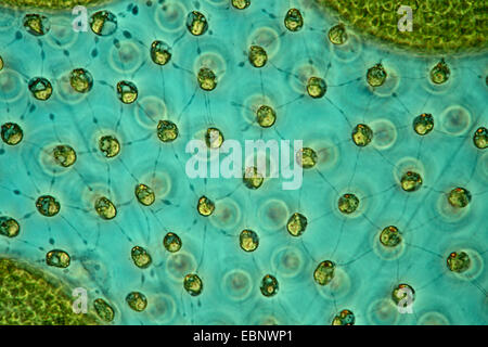 Volvox Aureus (Volvox Aureus), im Phasenkontrast und Interferenz Kontrast, detail Stockfoto