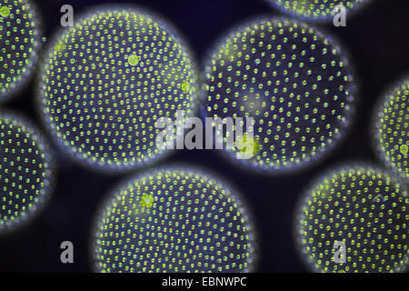 Volvox Aureus (Volvox Aureus), differential Interferenz-Kontrast Stockfoto