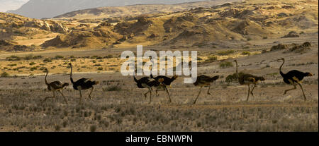 Südlichen Strauß (Struthio Camelus Australis, Struthio Australis), sieben männliche laufenden Throught die Wüstenlandschaft einer hinter dem anderen, Namibia, Namib-Naukluft-Nationalpark Stockfoto