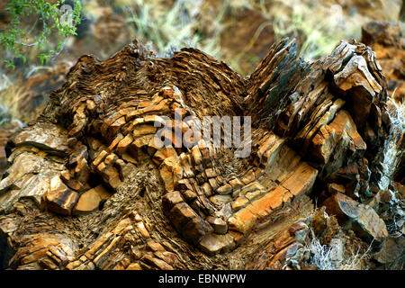 Rock in der Naukluftberge Mountains, Namibia, Namib Naukluft National Park Stockfoto