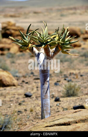 Quivertree, Köcherbaum (Aloe Dichotoma), Kokerboom, Kokerboom in der Wüste von Namibia, Namibia, Namib Naukluft National Park Stockfoto