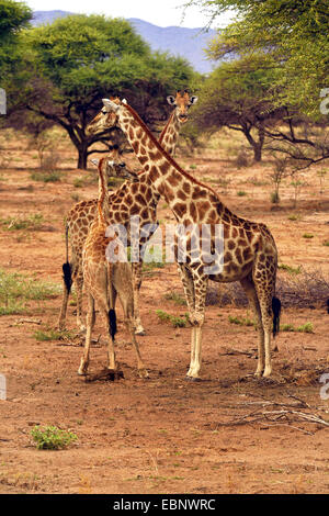 Angolanische Giraffe, rauchige Giraffe (Giraffa Plancius Angolensis), zwei Erwachsene und ein Jugendlicher, Namibia Stockfoto