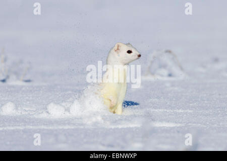 Hermelin, Hermelin, kurzschwänzige Wiesel (Mustela Erminea), stehend auf einer schneebedeckten Wiese wachsam, Deutschland Stockfoto