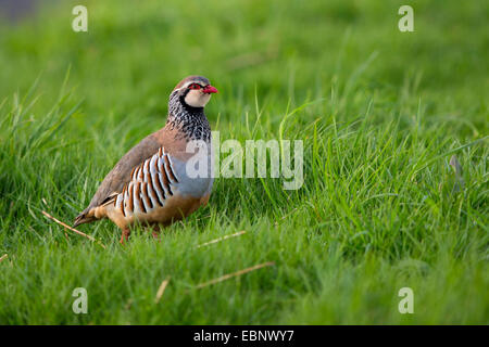 Rothuhn (Alectoris Rufa), sitzt in einer Wiese, Großbritannien, Schottland Stockfoto