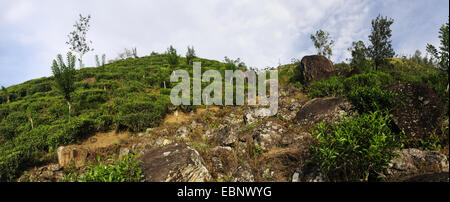 Teepflanze (Camellia Sinensis, Thea Sinensis, Camellia Sinensis var. Assamica, Thea Assamica), Teeplantage in Sri Lanka, Sri Lanka Stockfoto