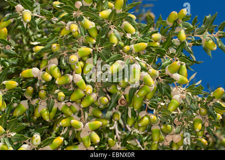 Steineiche, immergrüne Eiche, Steineiche, immergrünen Eichen (Quercus Ilex), Zweig mit Eicheln Stockfoto