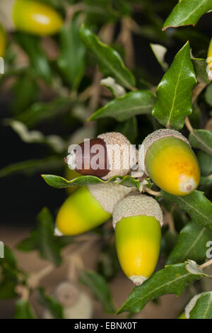 Steineiche, immergrüne Eiche, Steineiche, immergrünen Eichen (Quercus Ilex), Zweig mit Eicheln Stockfoto