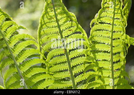 Europäische Strauß Farn, Strauß Farn (Matteuccia Struthiopteris), lässt bei Gegenlicht, Deutschland Stockfoto