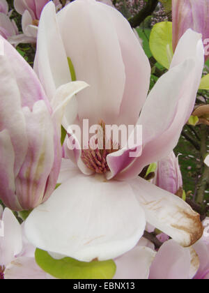 Untertasse Magnolie (Magnolia X soulangiana, Magnolia Soulangiana, X soulangeana Magnolia, Magnolia Soulangeana), einzelne Blume Stockfoto