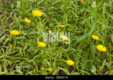 Gelben Ochsen-Auge (Buphthalmum Salicifolium), blühen Stockfoto