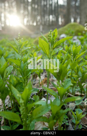 Dog's Quecksilber (Mercurialis Perennis), männliche Pflanze auf den Waldboden, Deutschland Stockfoto