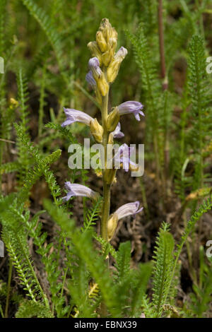 Schafgarbe-Roman (Orobanche Purpurea), Blütenstand, Deutschland Stockfoto