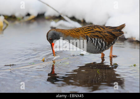 Wasser-Schiene (Rallus Aquaticus), Suche nach Nahrung in einem Bach, Deutschland, Bayern Stockfoto