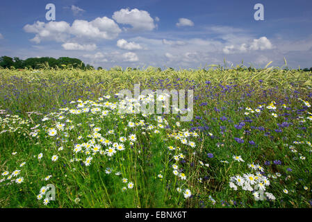 Geruchlos Mayweed, geruchlose Kamille (Tripleurospermum Perforatum, Tripleurospermum Inodorum, Matricaria Inodora), Feld Grenze geruchlos Mayweed und Kornblume, Deutschland Stockfoto