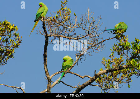 Alexandrine Sittich (Eupatria geflohen), Pflege von ihrem Gefieder auf einen Baum, Sri Lanka, Wilpattu Nationalpark Alexandrine Sittiche Stockfoto