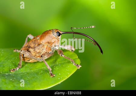 Eichel Rüsselkäfer (Curculio Glandium, Curculio Tesellatus, Balaninus Glandium), auf einem Blatt, lateral, Deutschland Stockfoto