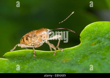 Eichel Rüsselkäfer (Curculio Glandium, Curculio Tesellatus, Balaninus Glandium), auf einem Blatt, lateral, Deutschland Stockfoto