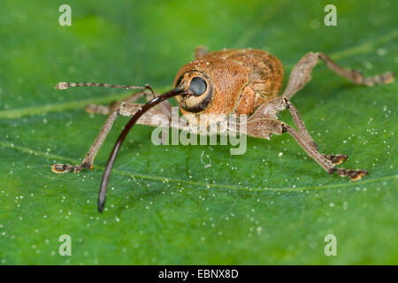 Eichel Rüsselkäfer (Curculio Glandium, Curculio Tesellatus, Balaninus Glandium), auf einem Blatt, Deutschland Stockfoto