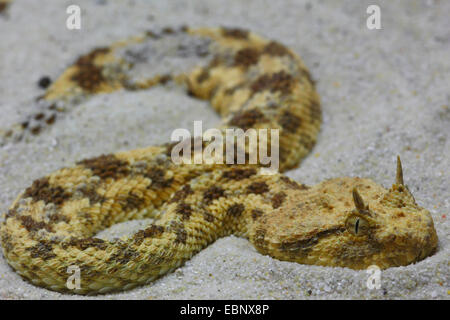 Hornotter, afrikanische Wüste Hornotter (Cerastes Cerastes), hat die Hälfte vergraben im Sand, Marokko Stockfoto