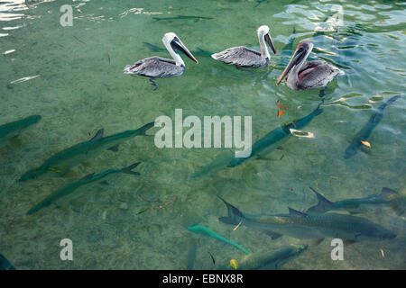 Atlantische Tarpon (Megalops Atlanticus, Tarpon Atlanticus), Untiefe Schwimmen im Wasser mit Pelikanen, USA, Florida, Florida Keys, Key Largo Stockfoto