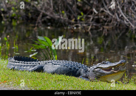 Amerikanischer Alligator (Alligator Mississippiensis), liegen direkt am Wasser mit offenem Mund auf einer Wiese, Miami, Everglades Nationalpark, Florida, USA Stockfoto