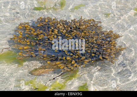 Spiral Wrack, flachen Wrack, Gelee Beutel, schraubte Wrack (Fucus Spiralis), Wrack im flachen Wasser, Deutschland Stockfoto