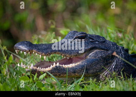 Amerikanischer Alligator (Alligator Mississippiensis), Porträt, USA, Florida, Everglades Nationalpark Stockfoto