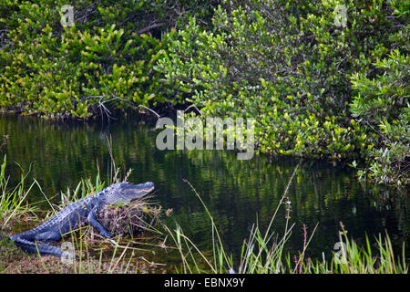 Amerikanischer Alligator (Alligator Mississippiensis), peering von einem Ufer von einem Wasserlauf, USA, Florida, Big Cypress National Preserve Stockfoto