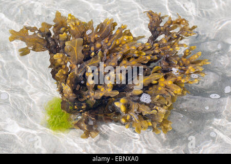 Blase Wrack, Blasentang, schwarze Tang, Rockweed, Blase Fucus, Meer Eiche, schwarze Tany schneiden Unkraut, Färber Fucus, rote Fucus, Rock Wrack (Fucus Vesiculosus, Halidrys Vesiculosus), bei Ebbe im seichten Wasser, Deutschland Stockfoto