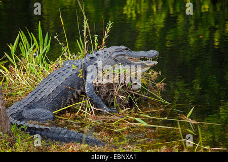 Amerikanischer Alligator (Alligator Mississippiensis), peering von einem Ufer von einem Wasserlauf, USA, Florida, Big Cypress National Preserve Stockfoto