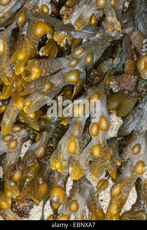 Blase Wrack, Blasentang, schwarze Tang, Rockweed, Blase Fucus, Meer Eiche, schwarze Tany schneiden Unkraut, Färber Fucus, rote Fucus, Rock Wrack (Fucus Vesiculosus, Halidrys Vesiculosus), bei Ebbe auf dem Sand, Deutschland Stockfoto