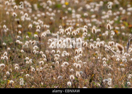 Hares-Tail (Lagurus Ovatus), auf einer Wiese blühen Stockfoto